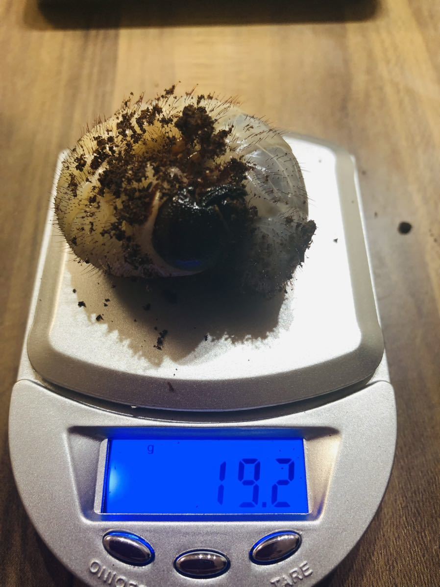 ゴホンヅノオオカブトWD幼虫(死着保証込3匹)_1