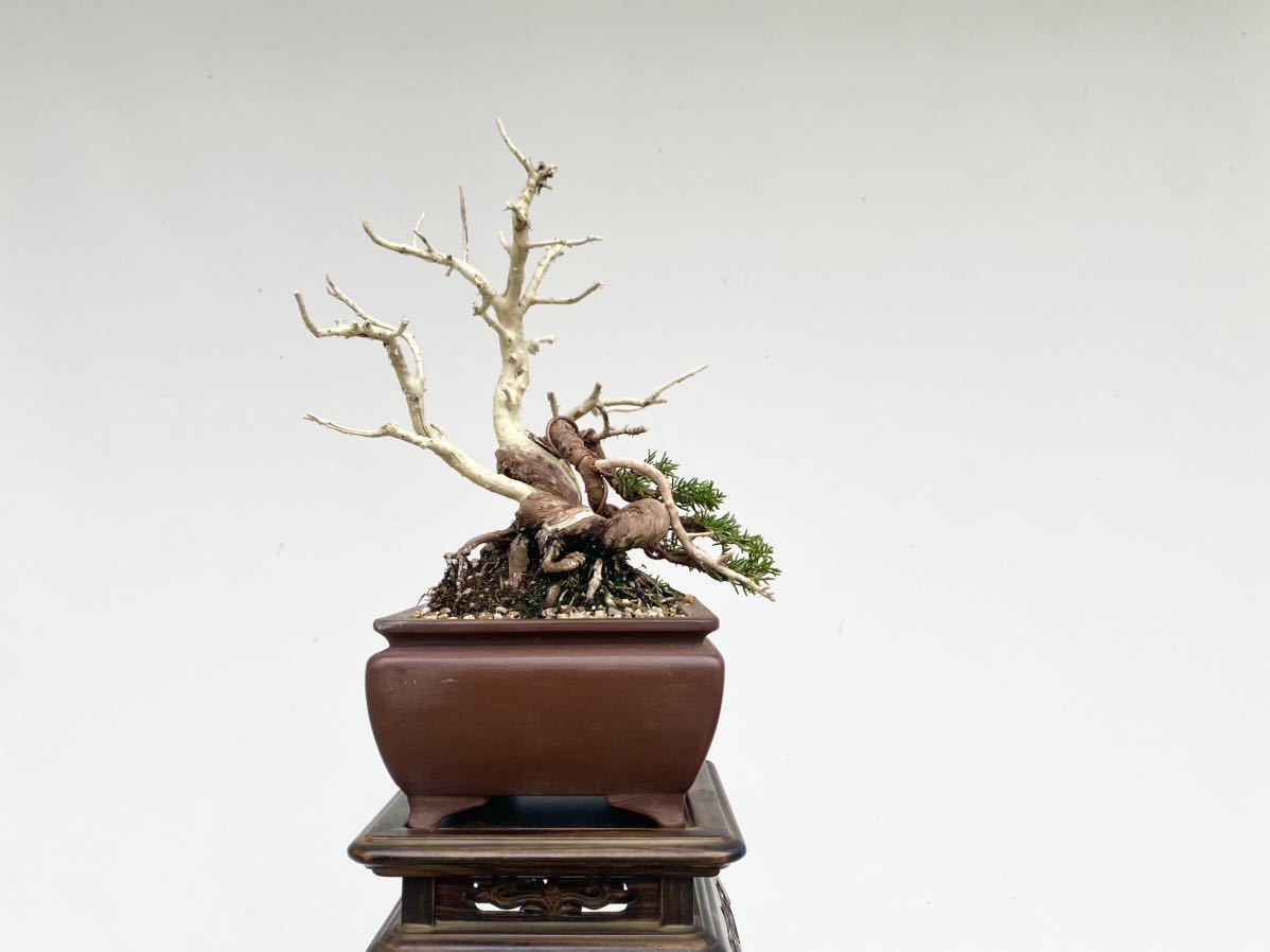 白木盆栽園 一位 イチイ 小品盆栽 黒松赤松五葉松糸魚川真柏雑木趣味