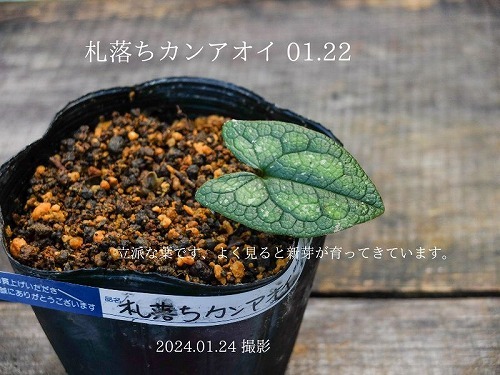伊豆産 札落ちカンアオイ 01.22(ラン)｜売買されたオークション情報