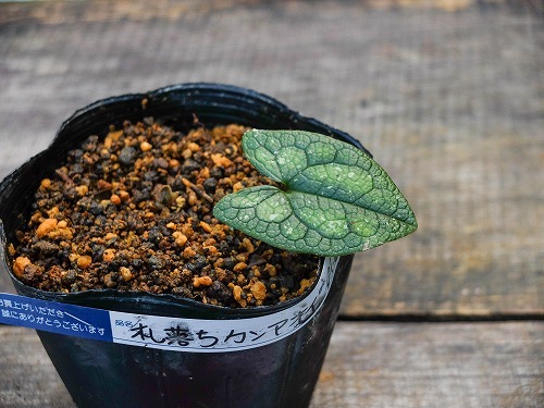 伊豆産 札落ちカンアオイ 01.22(ラン)｜売買されたオークション情報