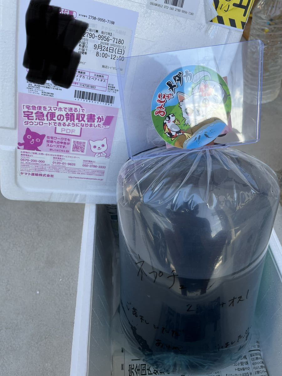 【LAめだか】ネプチューン　　　2ペア　　《種親はみにゃメダカ様から購入》メダカ④_10