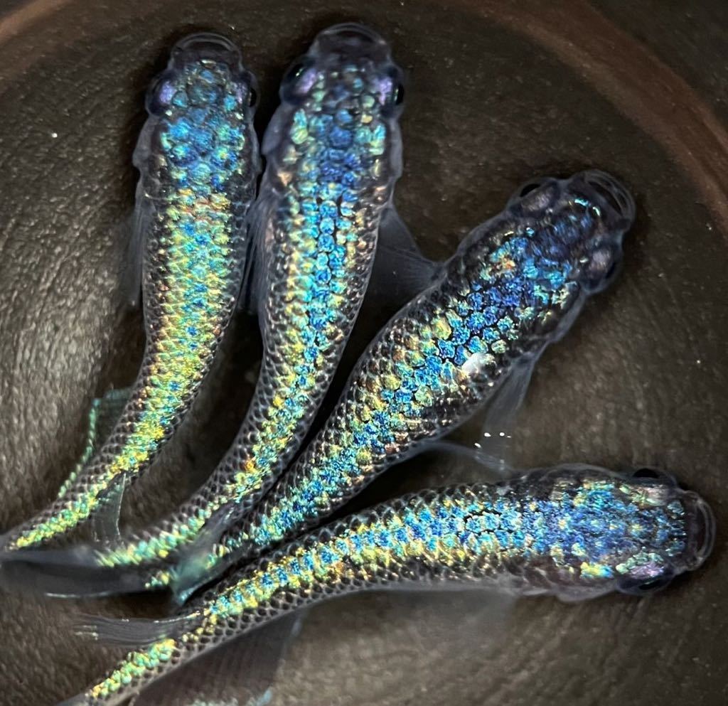 【LAめだか】ネプチューン　　　2ペア　　《種親はみにゃメダカ様から購入》メダカ④_2