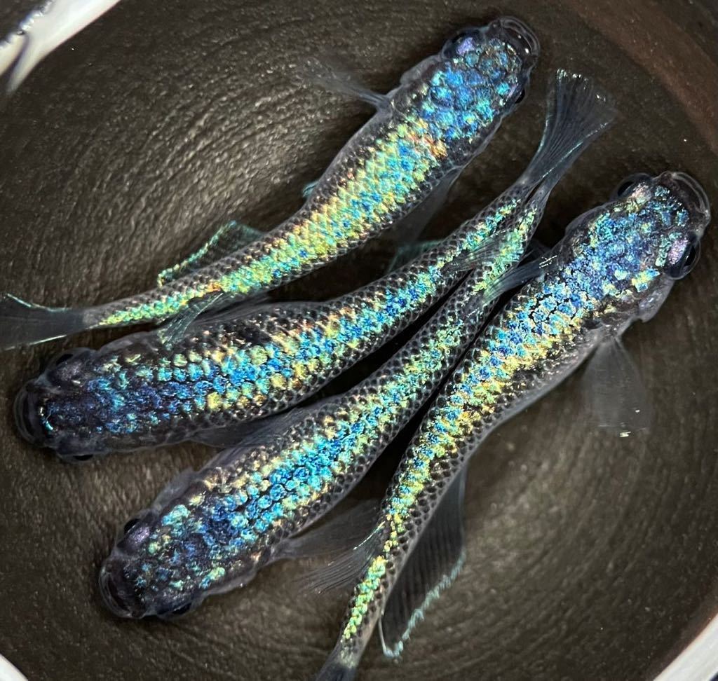 【LAめだか】ネプチューン　　　2ペア　　《種親はみにゃメダカ様から購入》メダカ④_3