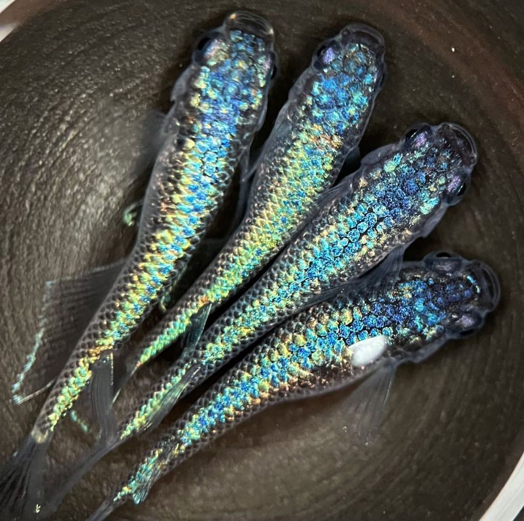 【LAめだか】ネプチューン　　　2ペア　　《種親はみにゃメダカ様から購入》メダカ④_4