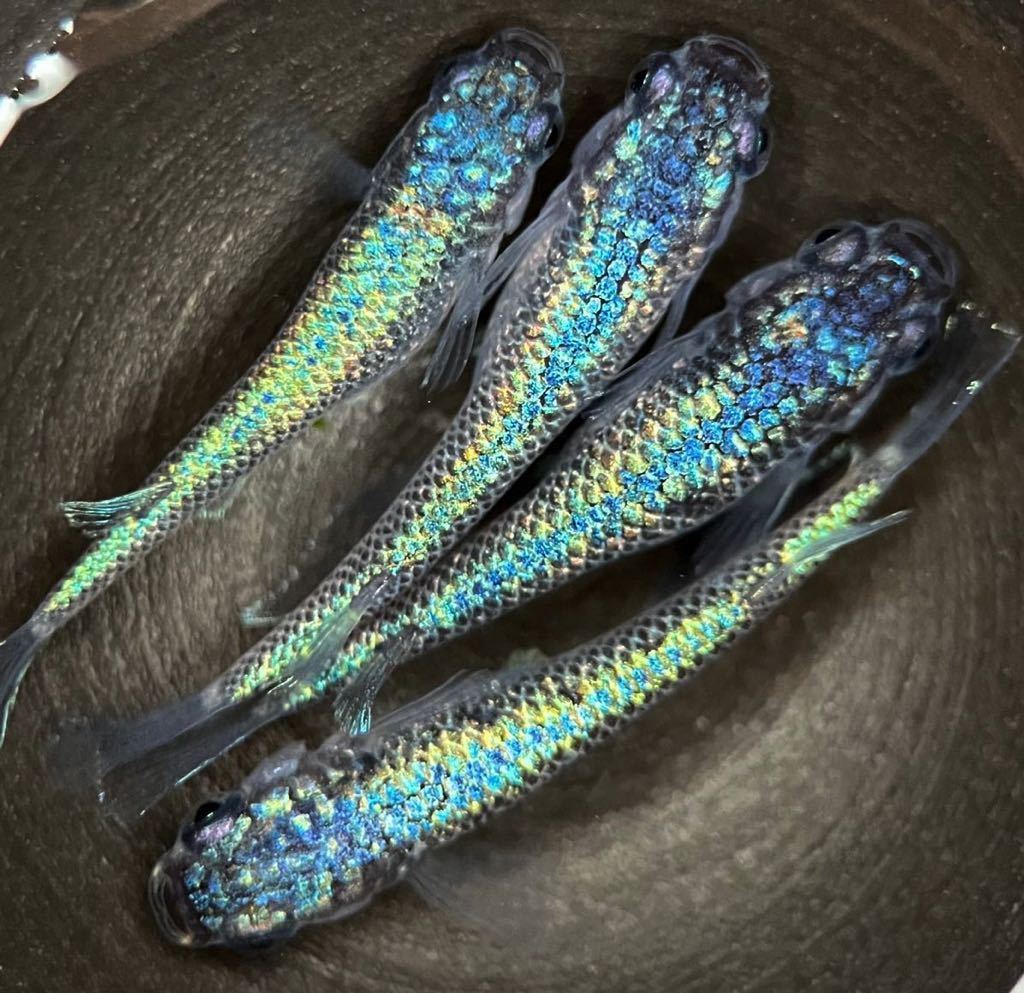 【LAめだか】ネプチューン　　　2ペア　　《種親はみにゃメダカ様から購入》メダカ④_5