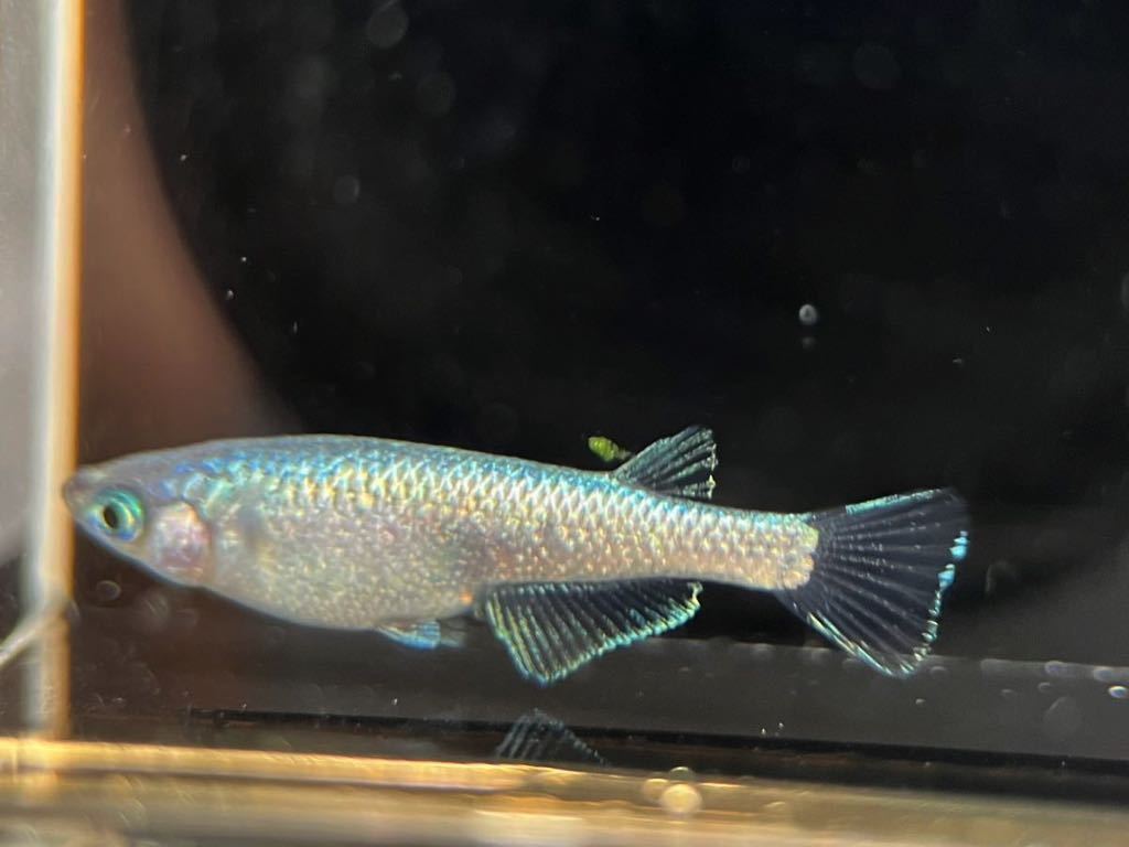 【LAめだか】ネプチューン　　　2ペア　　《種親はみにゃメダカ様から購入》メダカ④_6