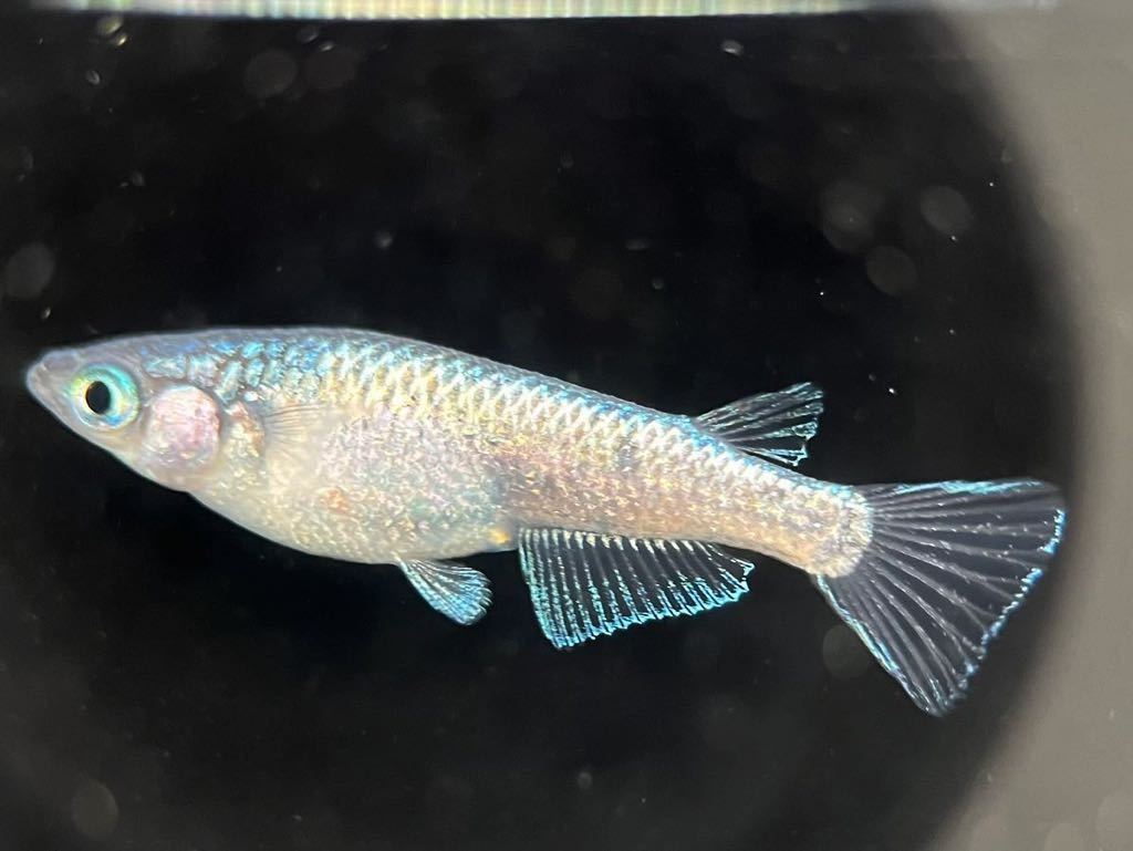 【LAめだか】ネプチューン　　　2ペア　　《種親はみにゃメダカ様から購入》メダカ④_7