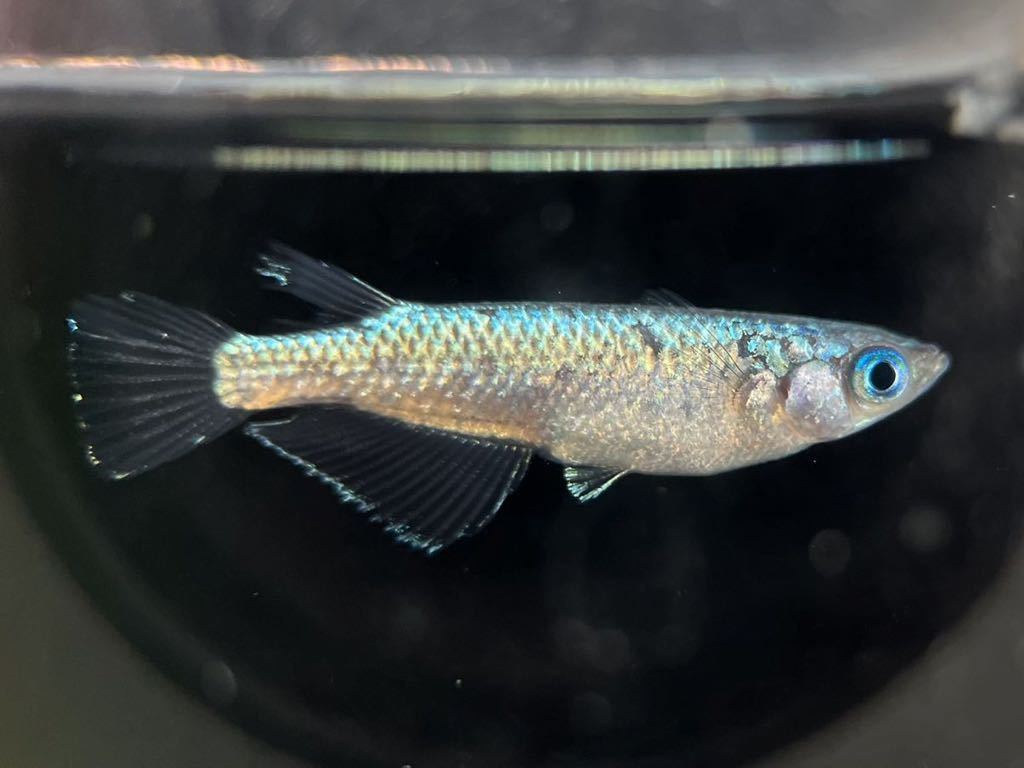 【LAめだか】ネプチューン　　　2ペア　　《種親はみにゃメダカ様から購入》メダカ④_8