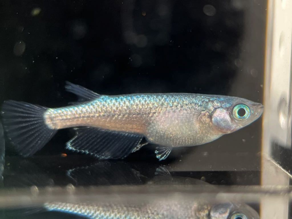 【LAめだか】ネプチューン　　　2ペア　　《種親はみにゃメダカ様から購入》メダカ④_9