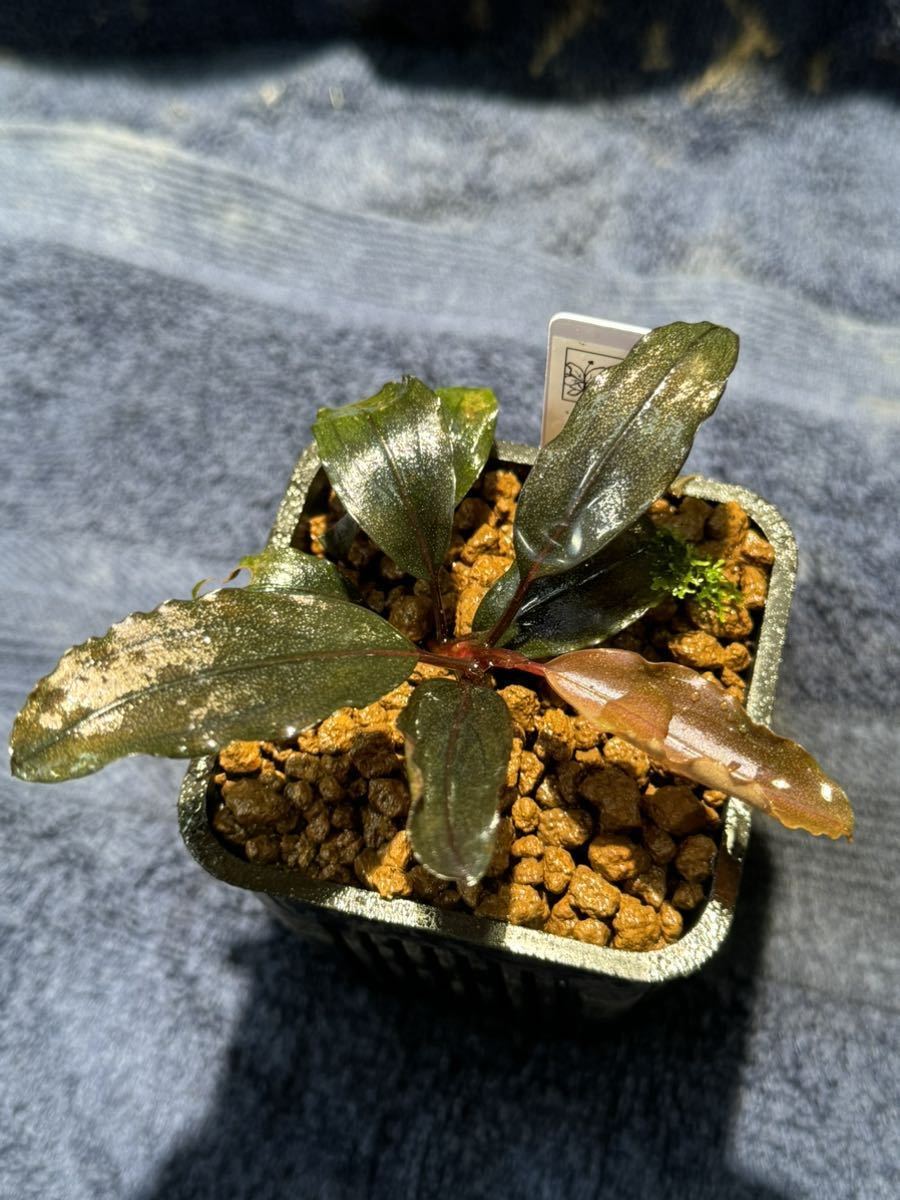 水草 Bucephalandra sp. Ghost2016 1pot Bucephalandra sp.Ghost2016(水草)｜売買されたオークション情報