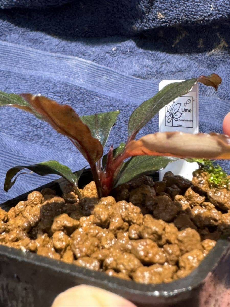 Bucephalandra sp.Ghost2016(水草)｜売買されたオークション情報