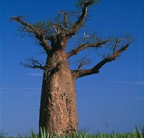 ザーバオバブ「アダンソニア・ザ(Adansonia za).」(サボテン)｜売買