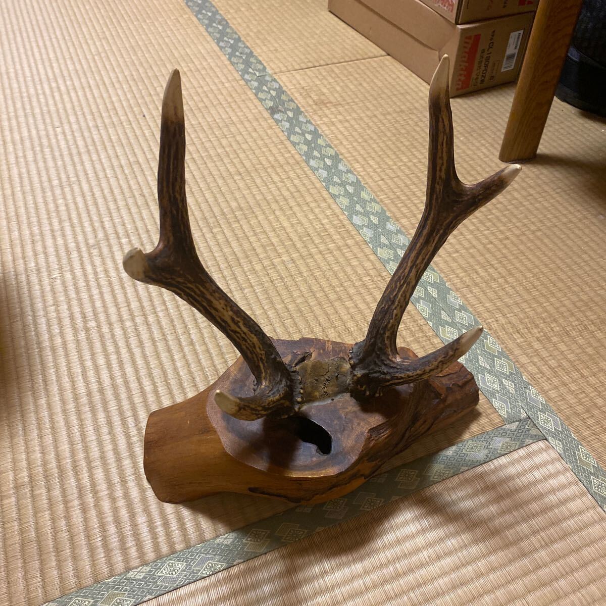 現状品 鹿ツノ 鹿 角 日本鹿 ニホンジカ オブジェ インテリア 置物 刀