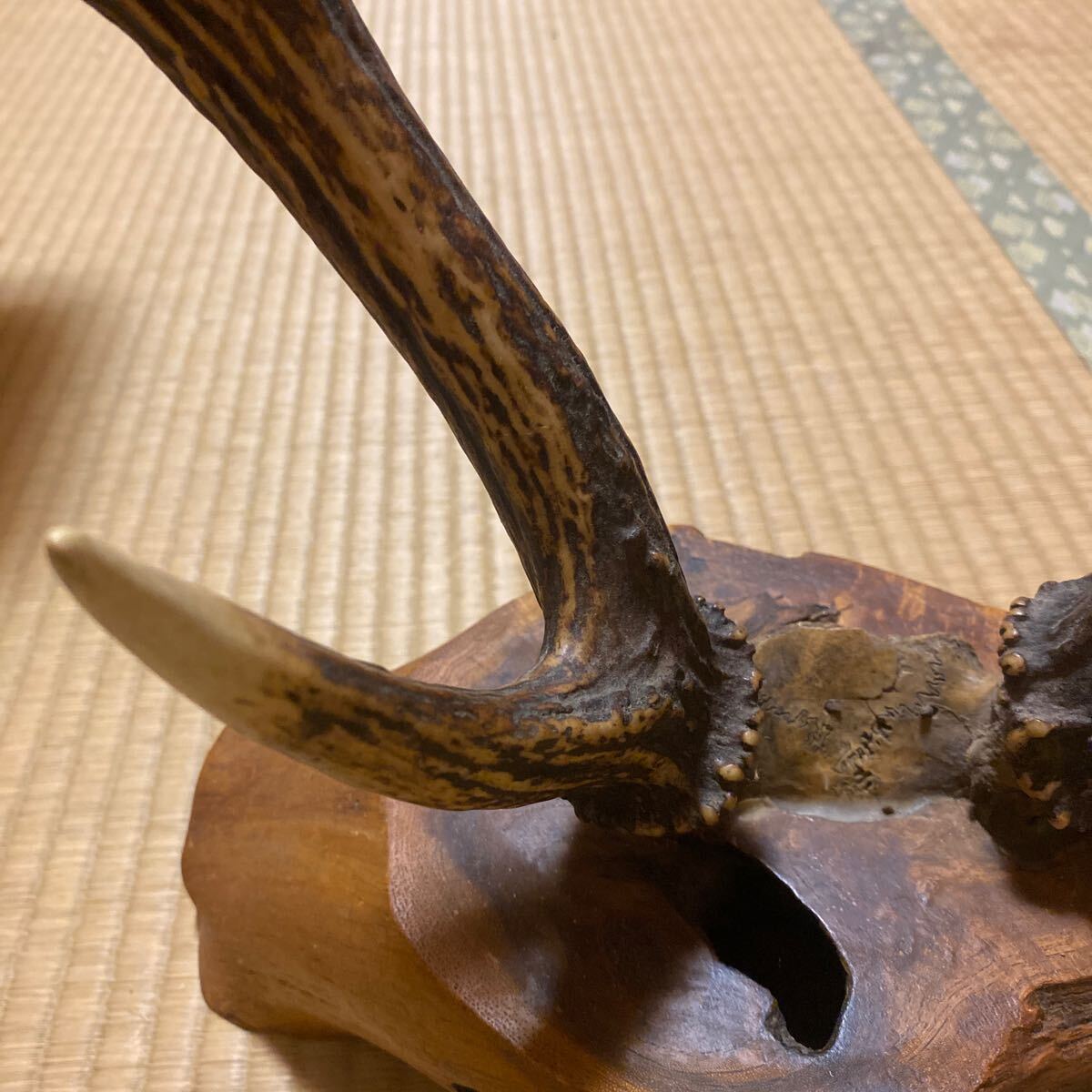 現状品 鹿ツノ 鹿 角 日本鹿 ニホンジカ オブジェ インテリア 置物 刀