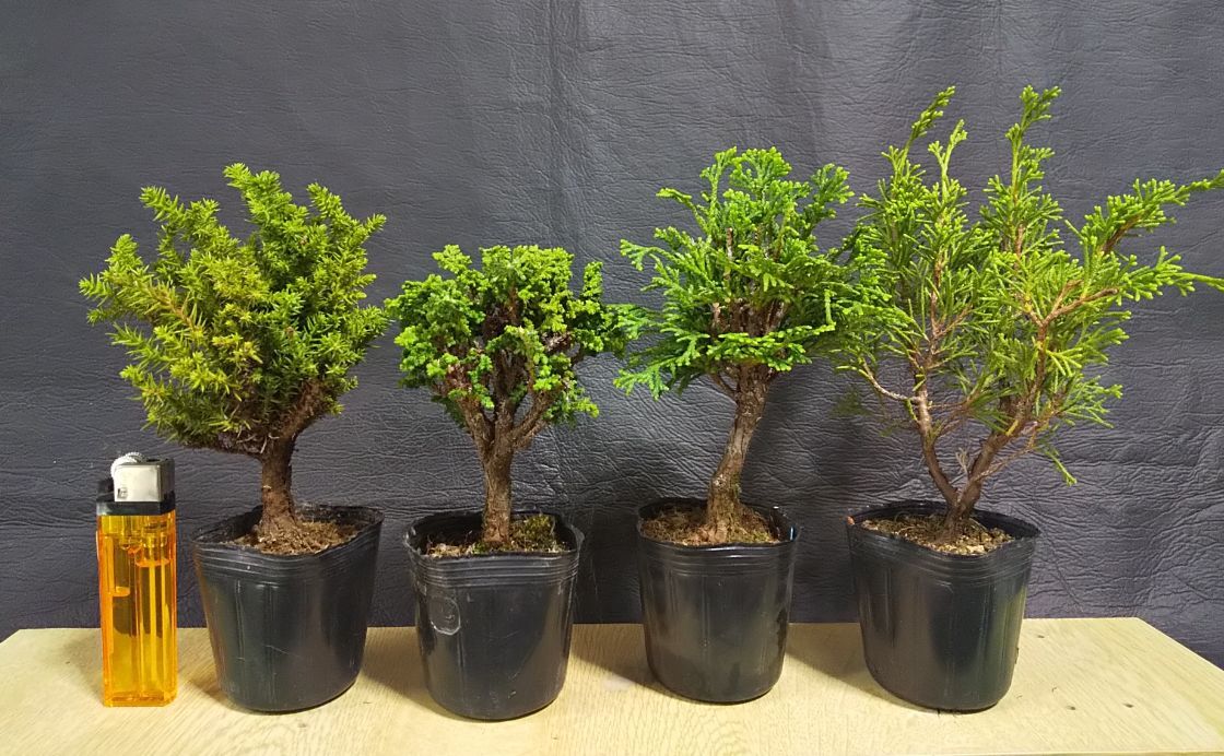 盆栽/庭木 ☆ 真柏/シンパク 石化ヒノキ 津山ヒノキ 八房杉 ☆ 【小品