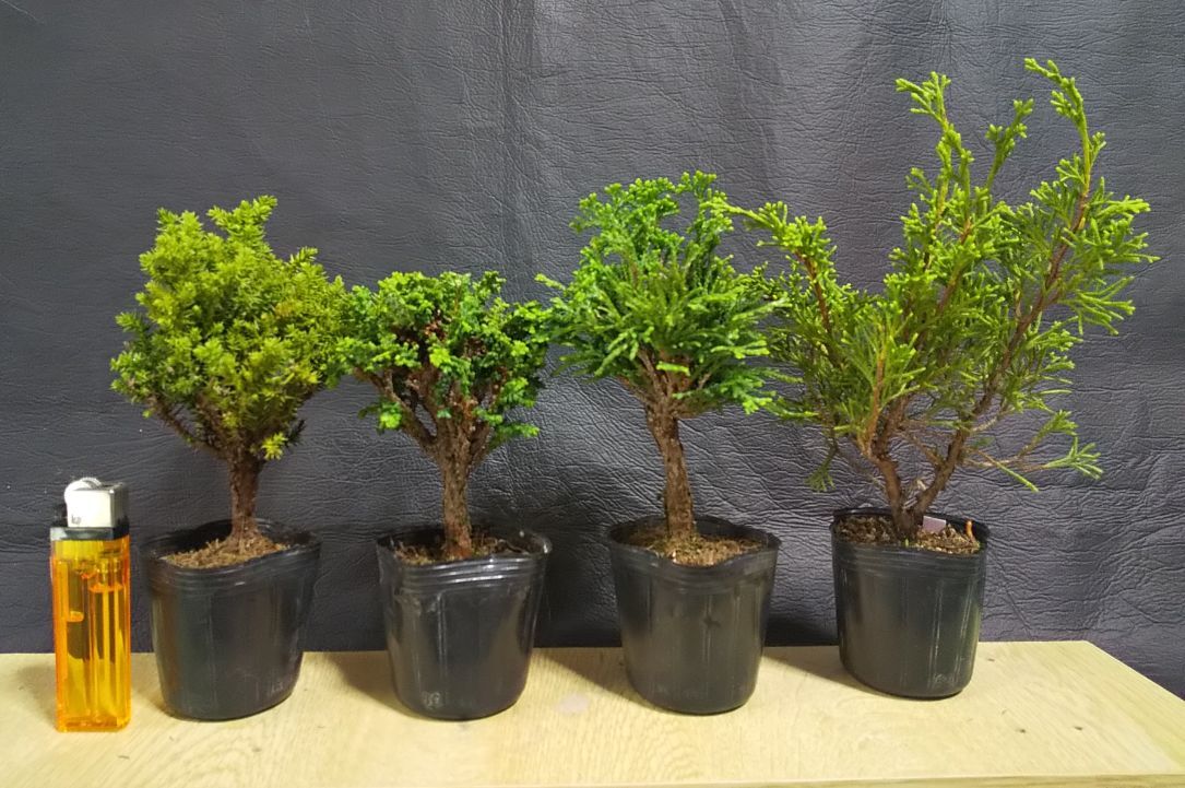 盆栽/庭木 ☆ 真柏/シンパク 石化ヒノキ 津山ヒノキ 八房杉 ☆ 【小品