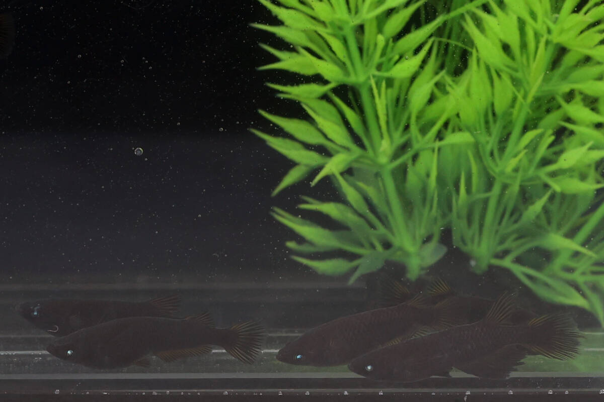 【黑天幻龍×妲己】3ペア+1匹・ヒカリ体型含（A）【めだか処 CoCo】［検：ブルーアイ・青目・漆黒・ソンビ・ミッドナイトフリル・メダカ_1