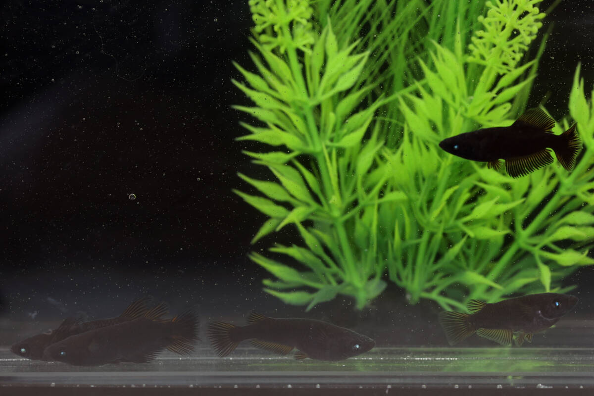 【黑天幻龍×妲己】3ペア+1匹・ヒカリ体型含（A）【めだか処 CoCo】［検：ブルーアイ・青目・漆黒・ソンビ・ミッドナイトフリル・メダカ_2