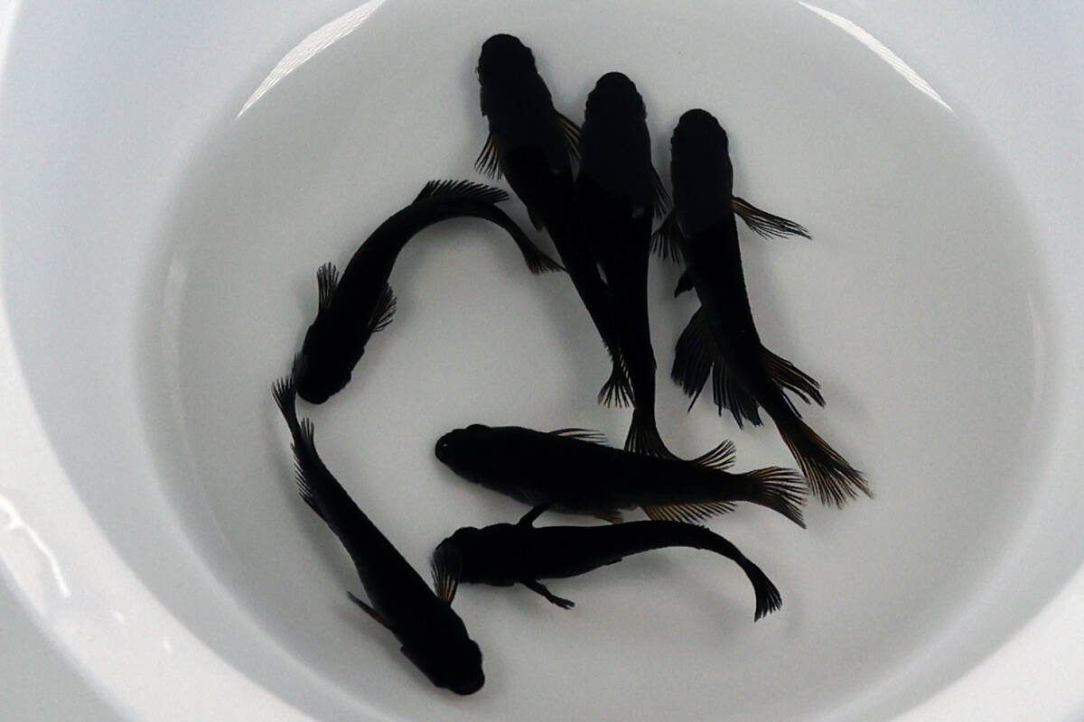 【黑天幻龍×妲己】3ペア+1匹・ヒカリ体型含（A）【めだか処 CoCo】［検：ブルーアイ・青目・漆黒・ソンビ・ミッドナイトフリル・メダカ_6