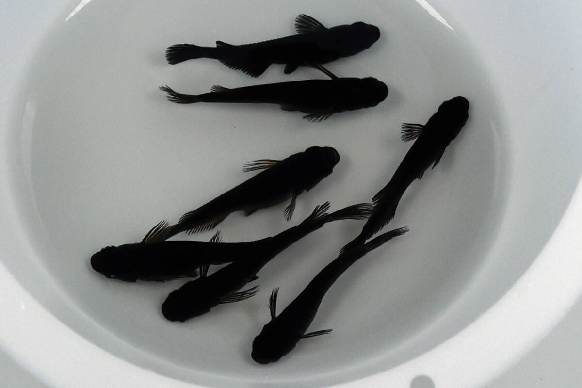 【黑天幻龍×妲己】3ペア+1匹・ヒカリ体型含（A）【めだか処 CoCo】［検：ブルーアイ・青目・漆黒・ソンビ・ミッドナイトフリル・メダカ_7