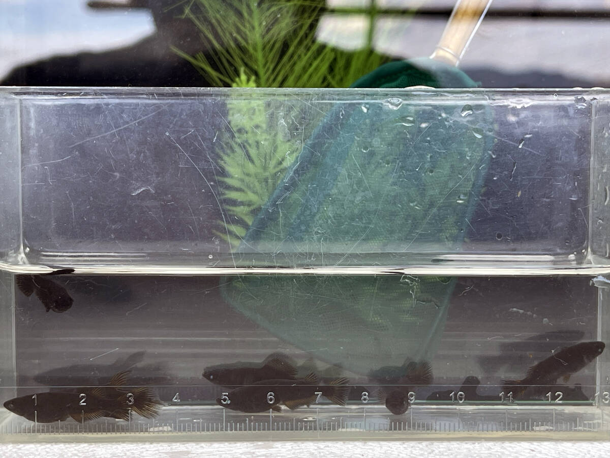 【黑天幻龍×妲己】3ペア+1匹・ヒカリ体型含（A）【めだか処 CoCo】［検：ブルーアイ・青目・漆黒・ソンビ・ミッドナイトフリル・メダカ_8