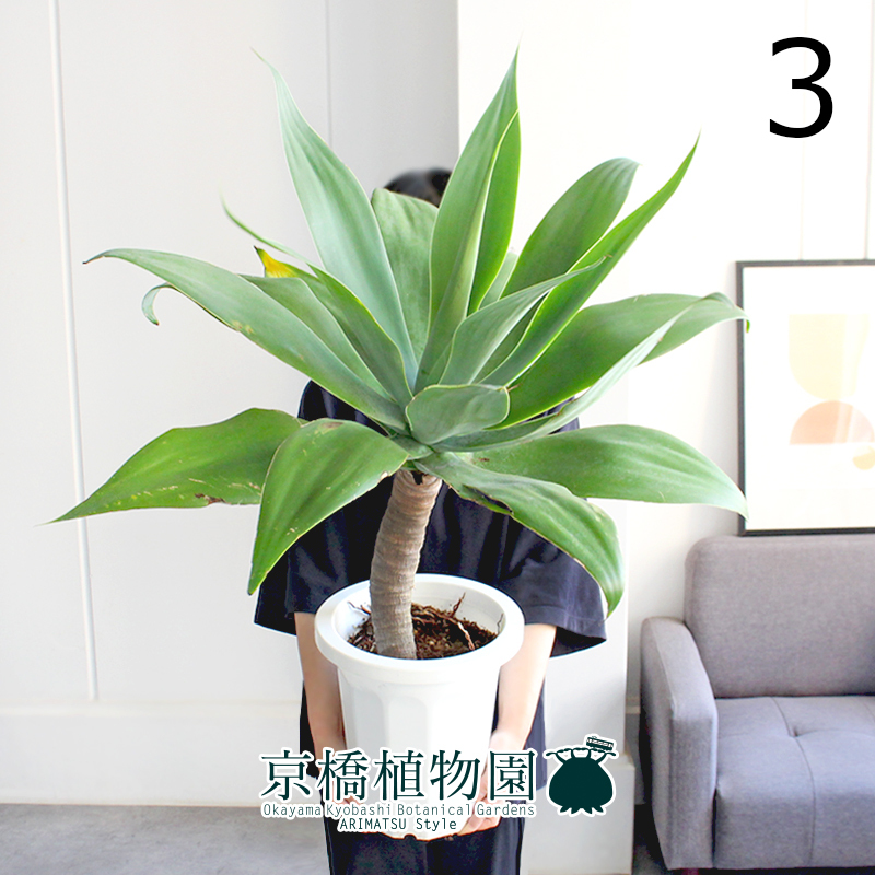現品】アガベ・アテナータ 8号 白鉢（3）Agave attenuata 【公式通販】