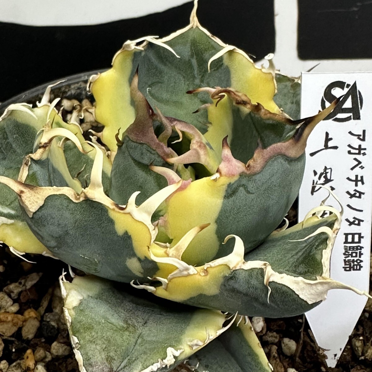 082【上澳園芸】 アガベ Agave チタノタ 白鯨錦（永久斑） 希少 特選
