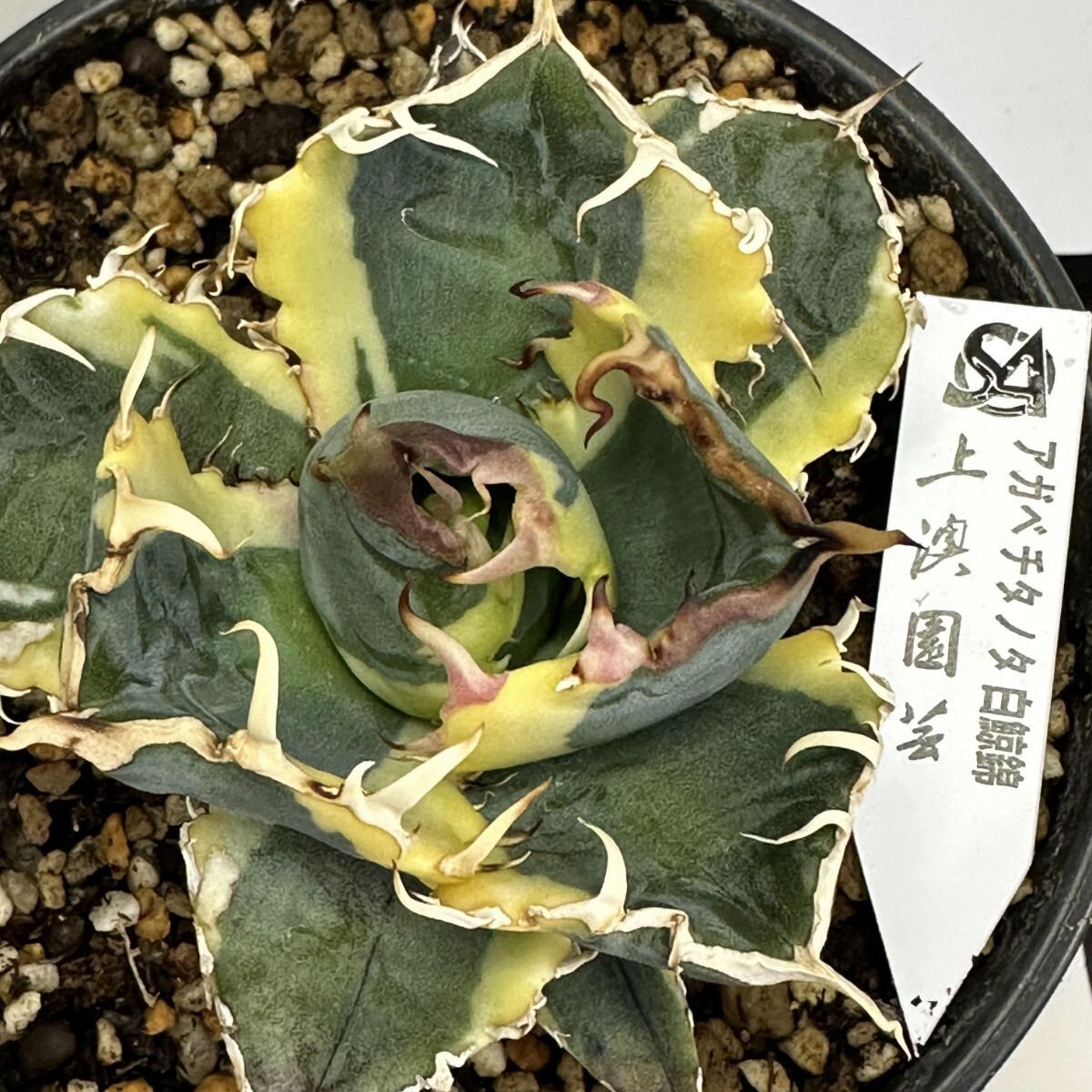 082【上澳園芸】 アガベ Agave チタノタ 白鯨錦（永久斑） 希少 特選