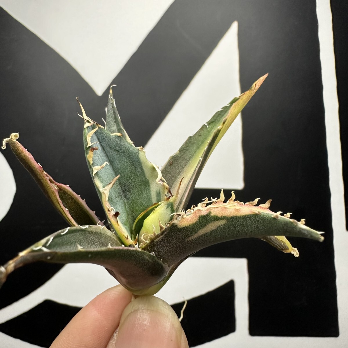 082【上澳園芸】 アガベ Agave チタノタ 白鯨錦（永久斑） 希少 特選