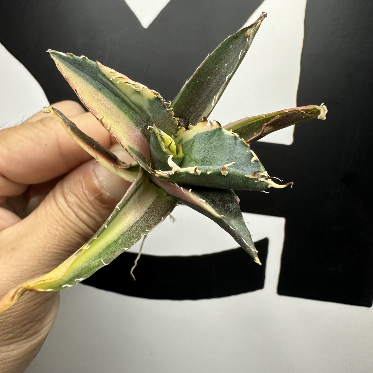 082【上澳園芸】 アガベ Agave チタノタ 白鯨錦（永久斑） 希少 特選