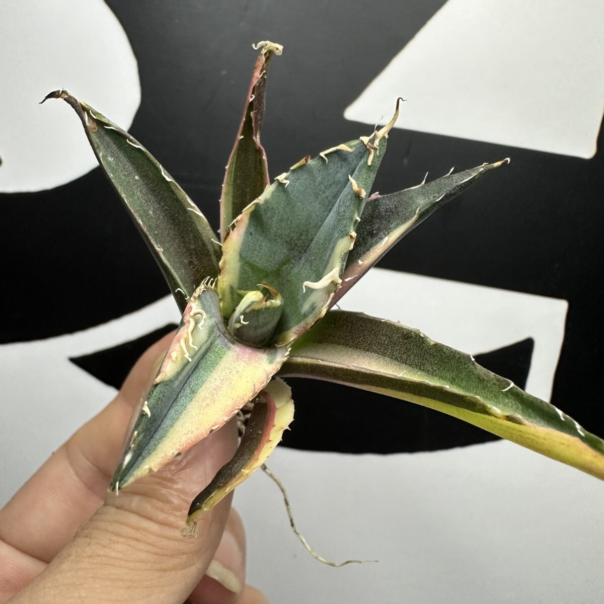 082【上澳園芸】 アガベ Agave チタノタ 白鯨錦（永久斑） 希少 特選