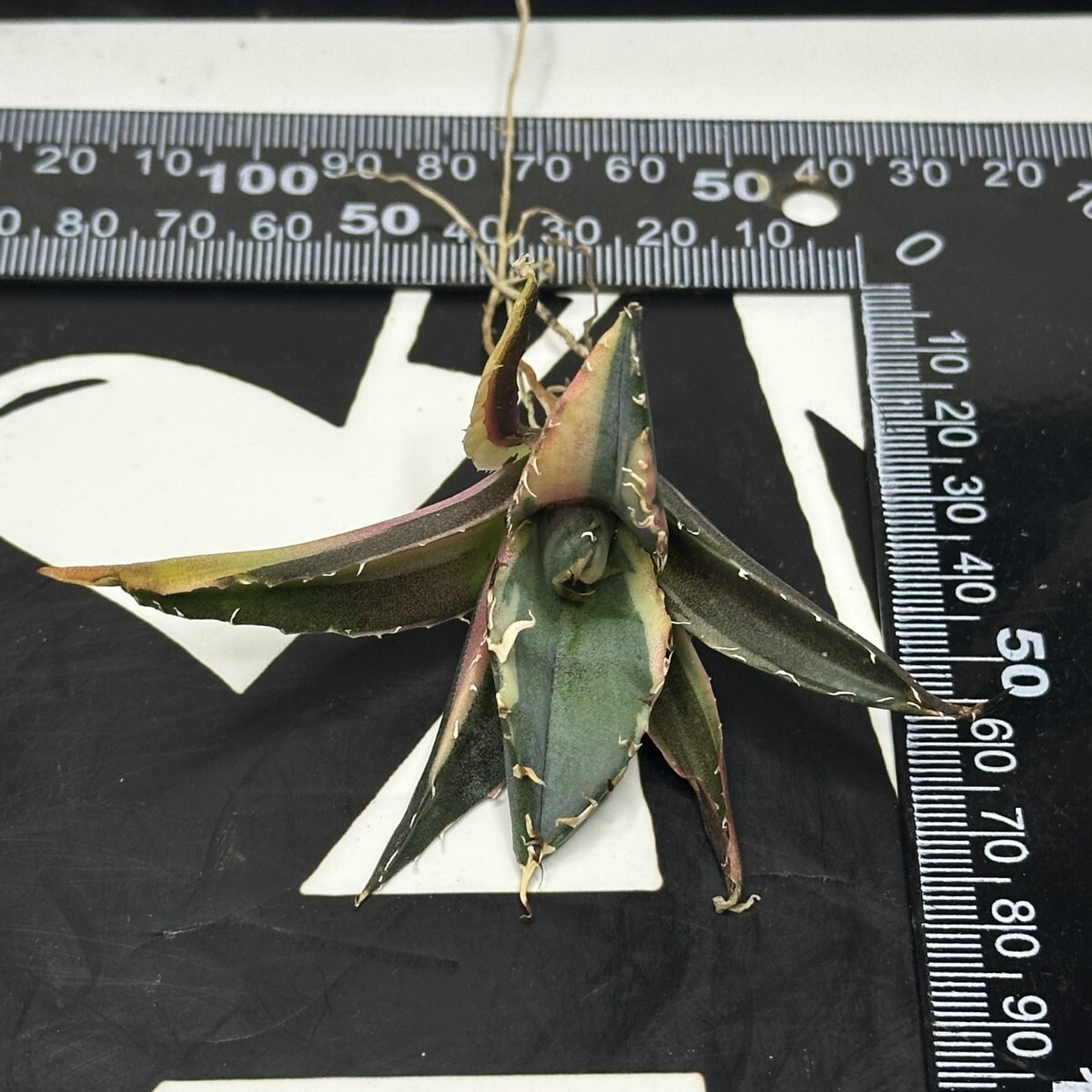 082【上澳園芸】 アガベ Agave チタノタ 白鯨錦（永久斑） 希少 特選