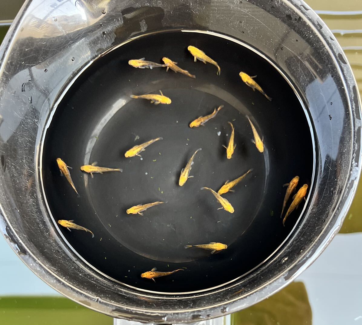 【五式タイプRめだか20匹】_1