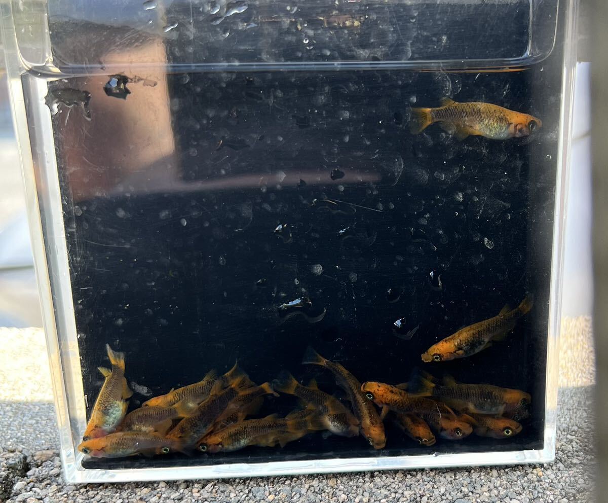 【五式タイプRめだか20匹】_10