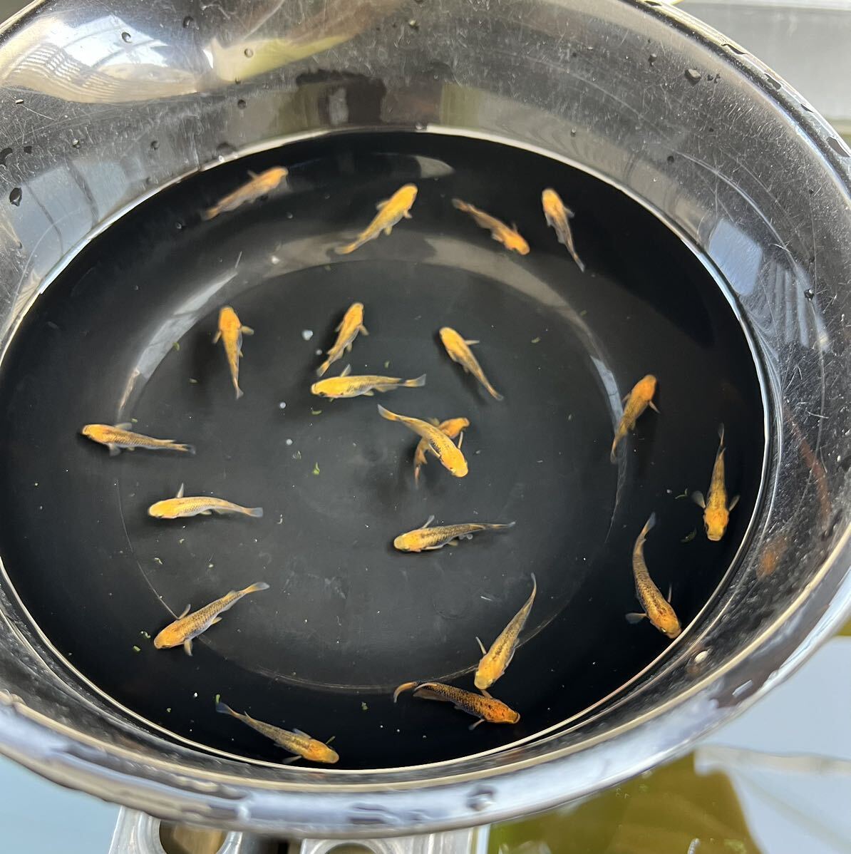 【五式タイプRめだか20匹】_2