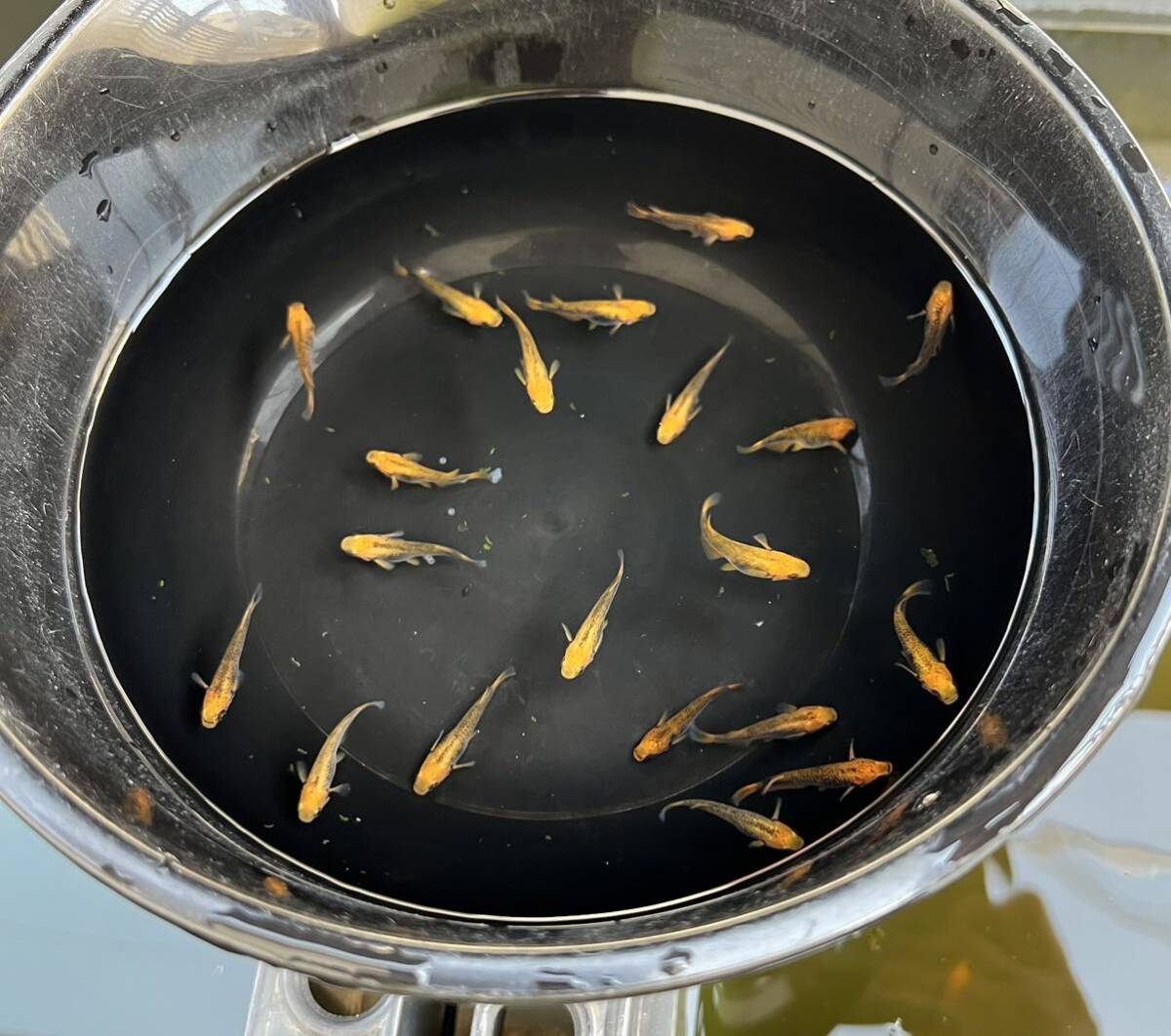 【五式タイプRめだか20匹】_3