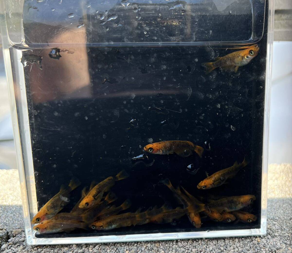 【五式タイプRめだか20匹】_4