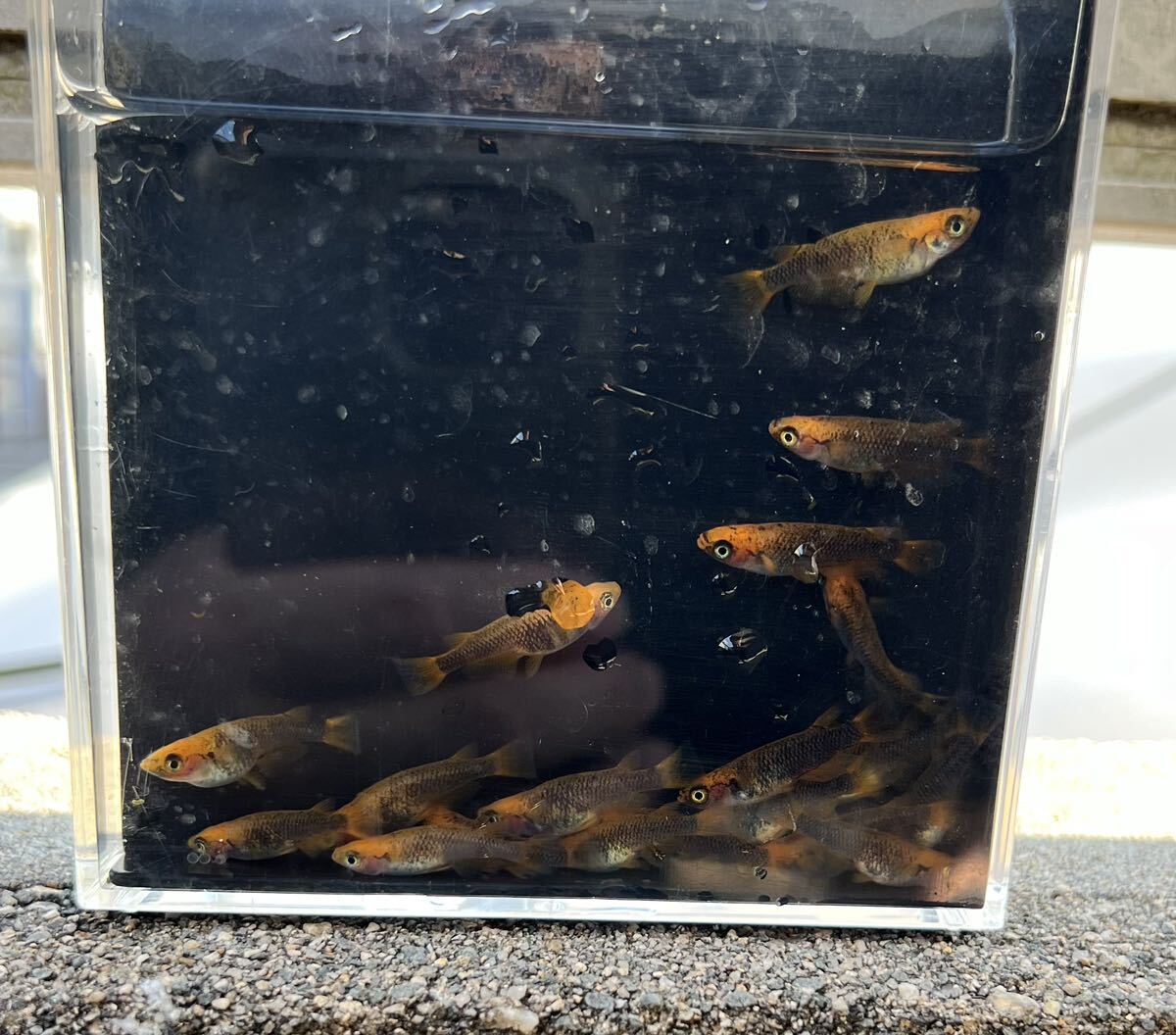 【五式タイプRめだか20匹】_5