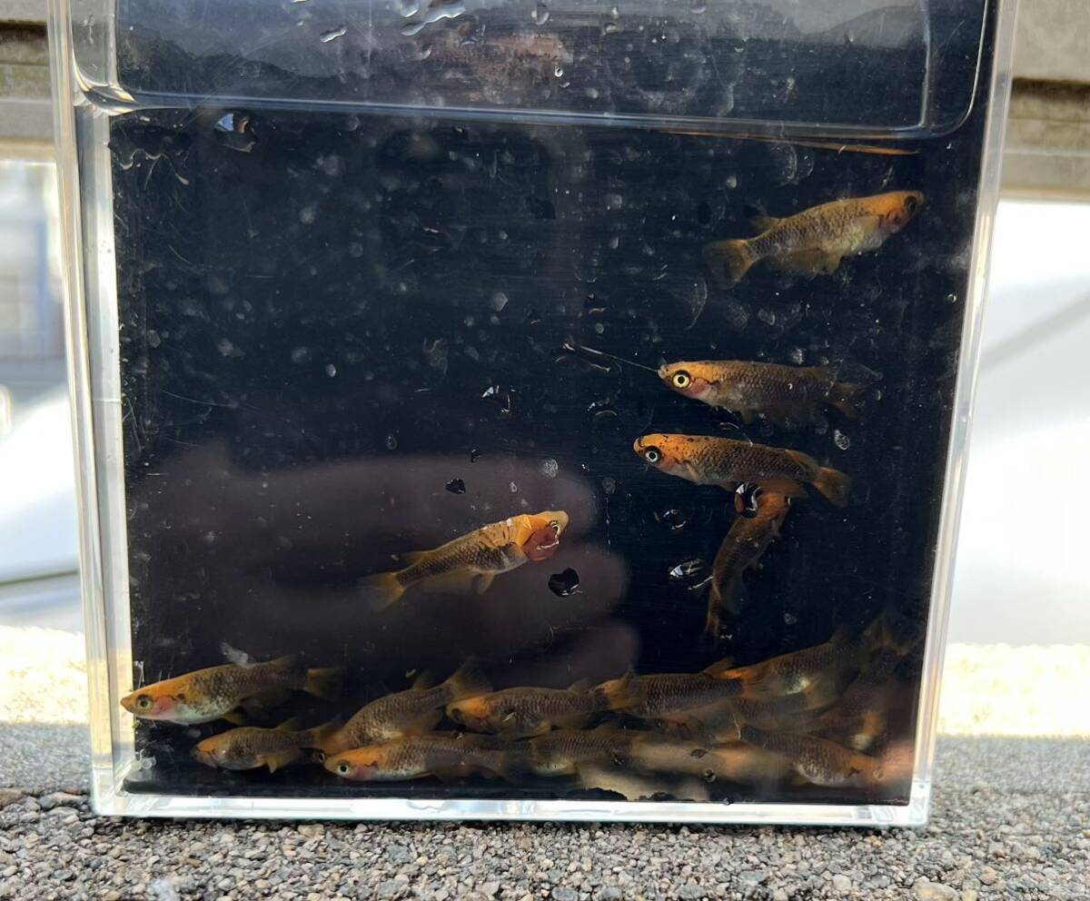 【五式タイプRめだか20匹】_6