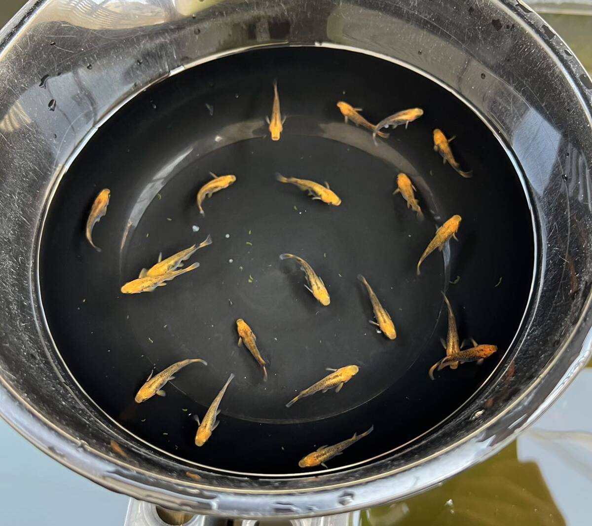 【五式タイプRめだか20匹】_7