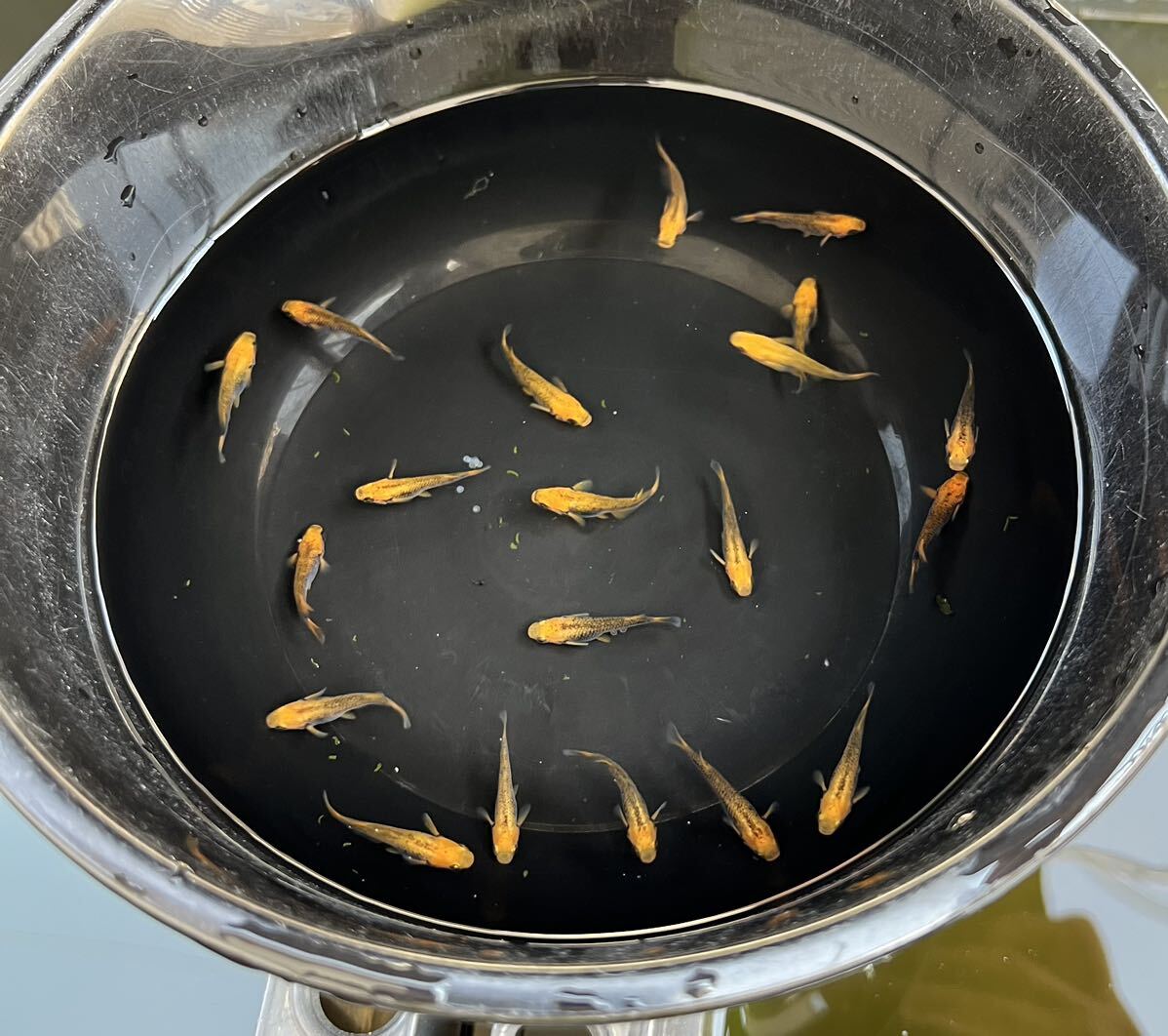 【五式タイプRめだか20匹】_8