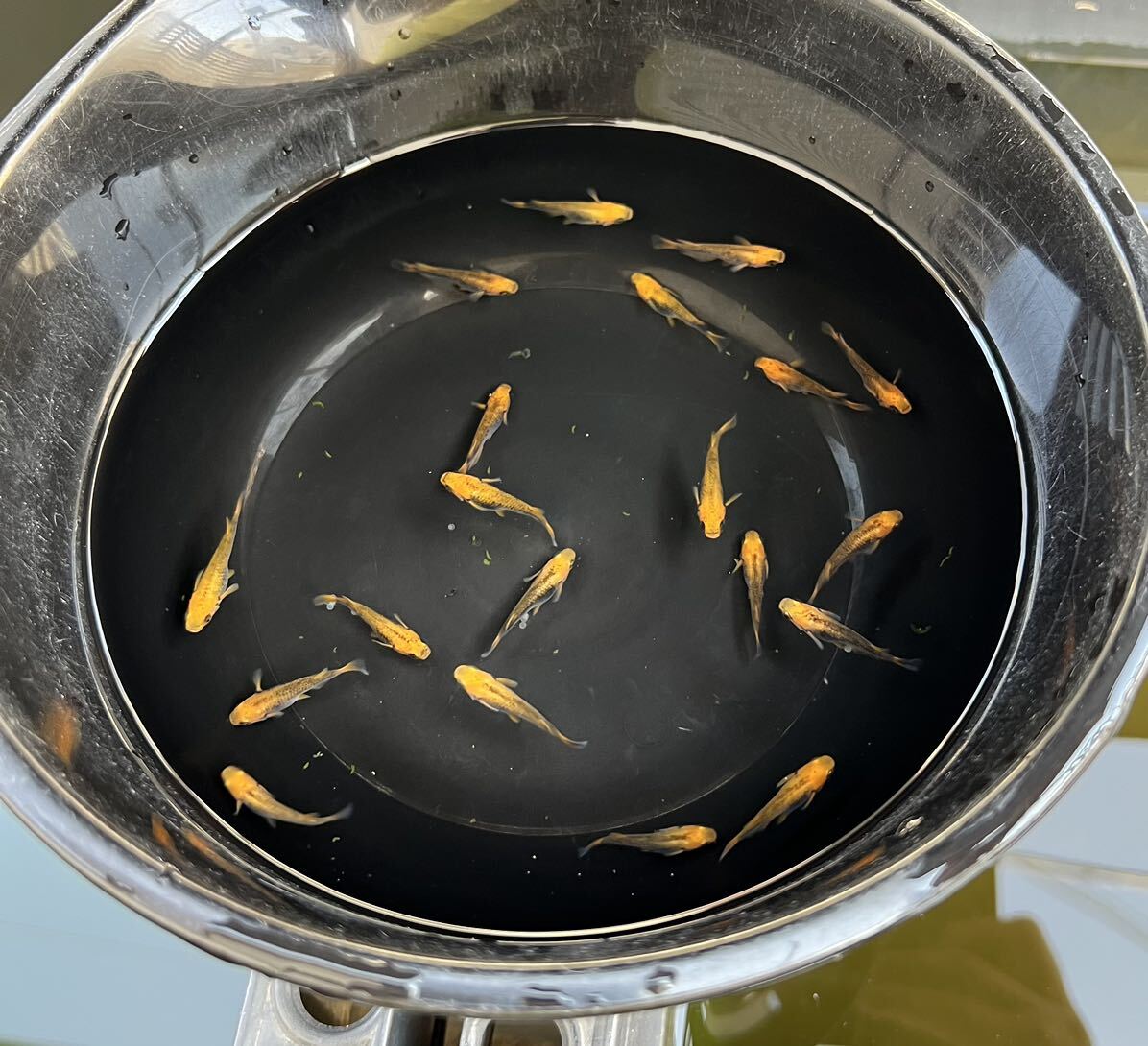 【五式タイプRめだか20匹】_9