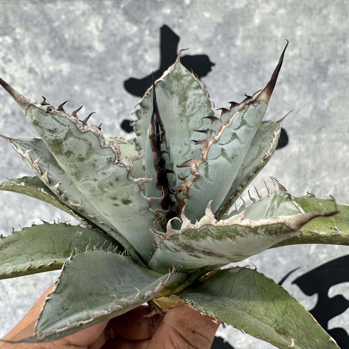 AQ15【青田園芸】多肉植物 アガベ チタノタ ライオンズメーン