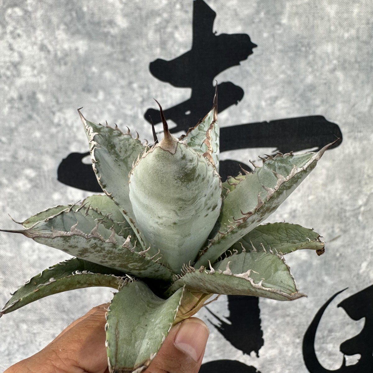 AQ15【青田園芸】多肉植物 アガベ チタノタ ライオンズメーン