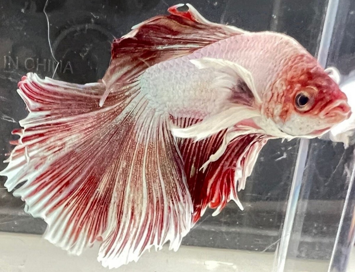 beta】No.8D28熱帯魚 生体 ショーベタ 1点物 ベタ タイ直輸入 桜色