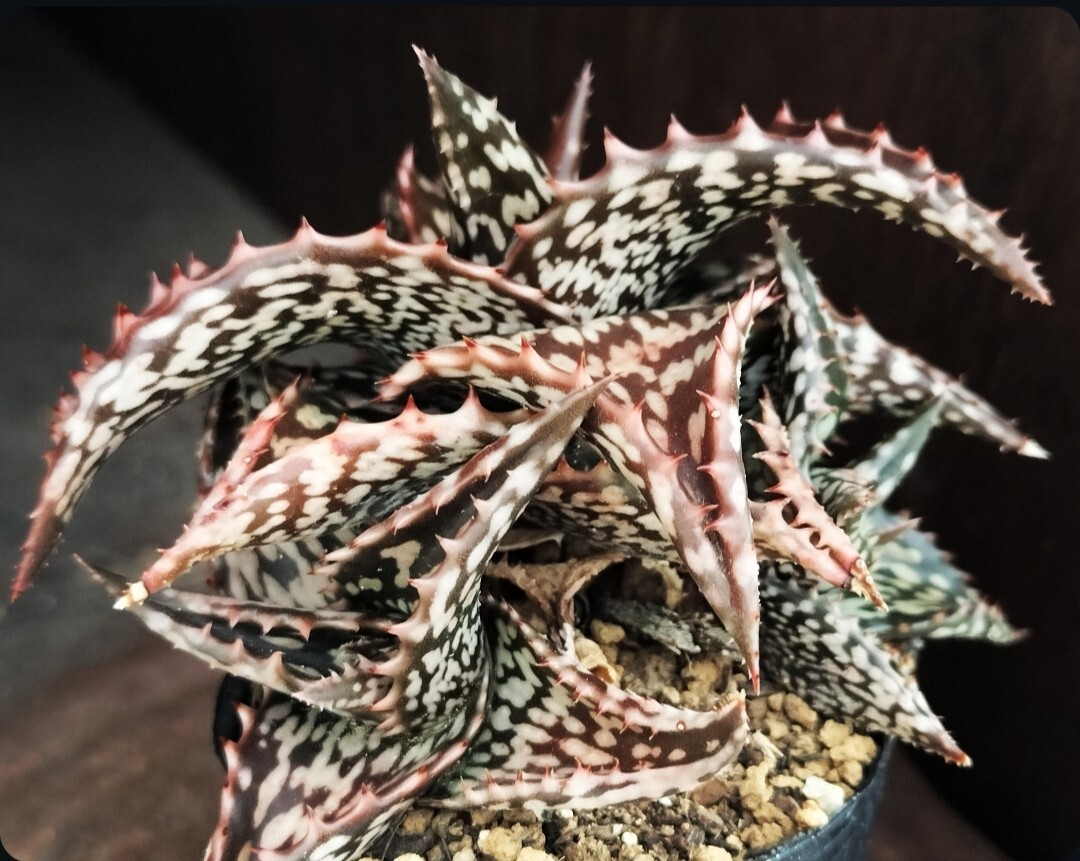 PH6 カット苗 キズあり 多肉植物 アロエ ロウルサンコ (アロエ)｜売買