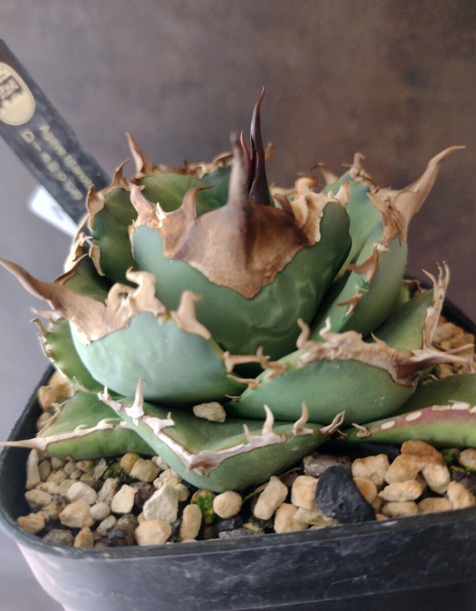 AGAVE TITANOTA US DIAMOND】縞斑 散斑 超ムチプリ アガベ AGAVE TITANOTA US DIAMOND】縞斑 散斑 超ムチプリ アガベ