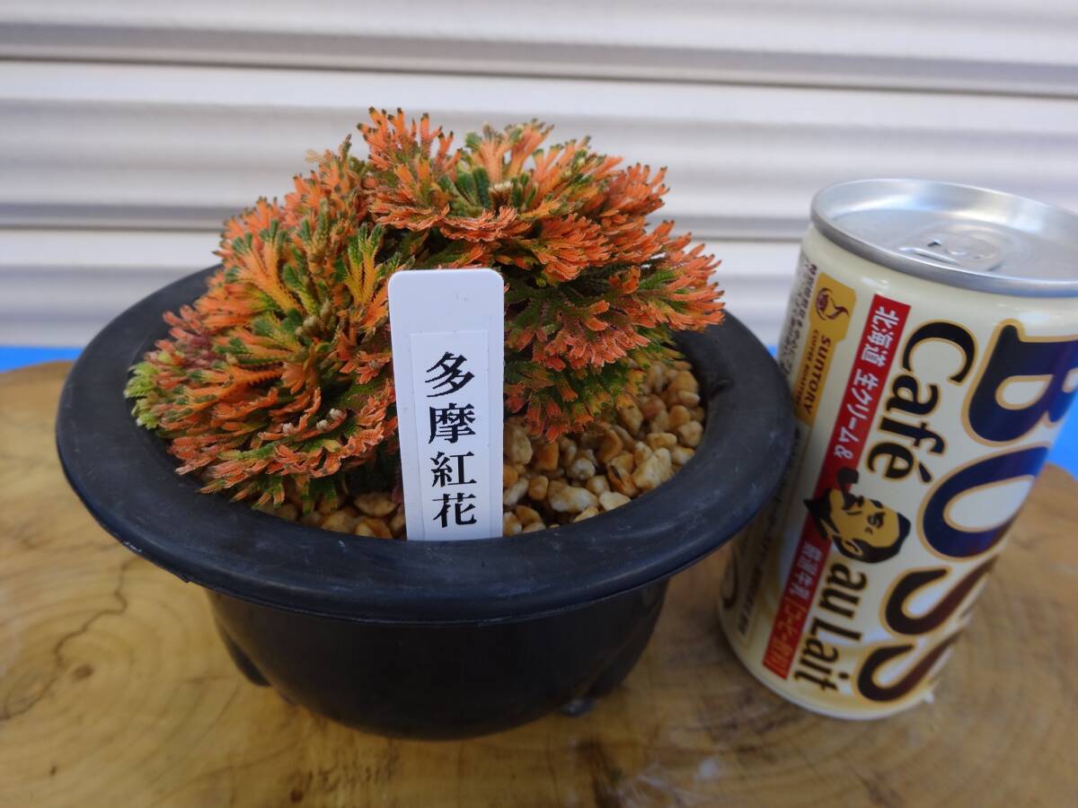 いわひば 超激レア品種《 多摩紅花 》 11年物 岩松 巻柏 古典園芸植物