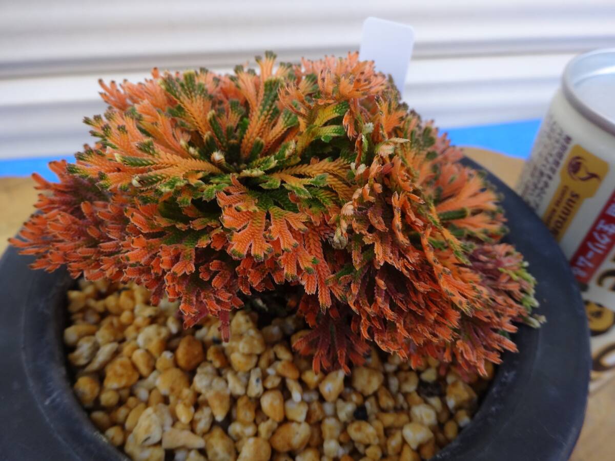 いわひば 超激レア品種《 多摩紅花 》 11年物 岩松 巻柏 古典園芸植物