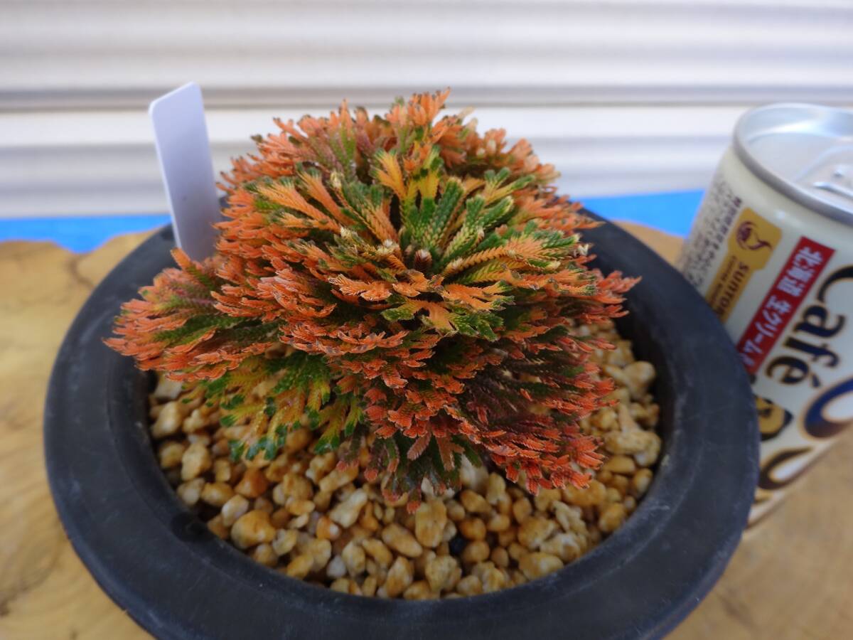 いわひば 超激レア品種《 多摩紅花 》 11年物 岩松 巻柏 古典園芸植物